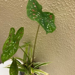 🪴ミニ・カラジューム・観葉植物の画像