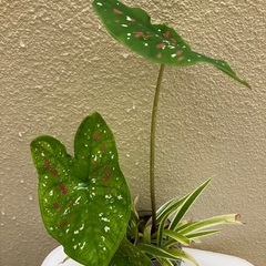 🪴ミニ・カラジューム・観葉植物の画像