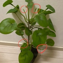 IKEA植物FEJKA フェイカ 2個　の画像