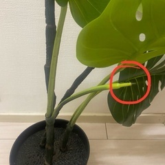 IKEA植物FEJKA フェイカ 2個　の画像