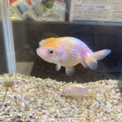 らんちゅう3匹の画像