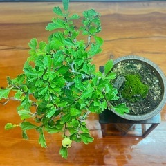 No.6 山査子　サンザシ半懸崖樹形の画像