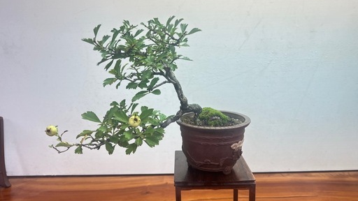 No.6 山査子　サンザシ半懸崖樹形