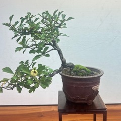 No.6 山査子　サンザシ半懸崖樹形の画像