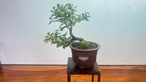 No.6 山査子　サンザシ半懸崖樹形