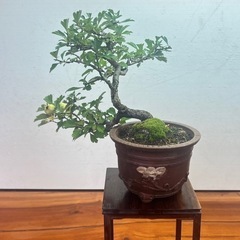 No.6 山査子　サンザシ半懸崖樹形の画像