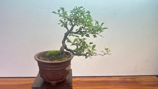 No.6 山査子　サンザシ半懸崖樹形
