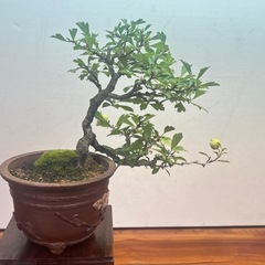 No.6 山査子　サンザシ半懸崖樹形の画像