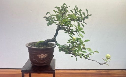 No.6 山査子　サンザシ半懸崖樹形