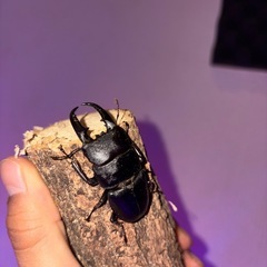 国産ヒラタクワガタ新成虫の画像