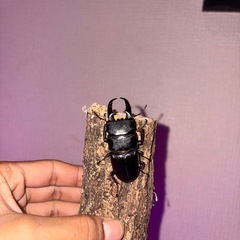 国産ヒラタクワガタ新成虫の画像