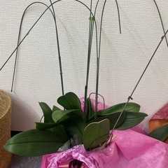 胡蝶蘭　　2鉢の画像