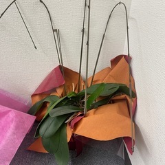 胡蝶蘭　　2鉢の画像