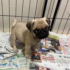 ☆パグ子犬☆