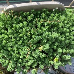多肉植物　セダム万年草の画像