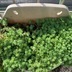 ランキングキーワードに紐づく投稿画像-多肉植物