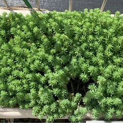 多肉植物　セダム万年草の画像