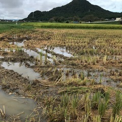 もみ殻　籾殻　無料の画像