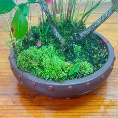 No.1山野草寄せ植え盆栽の画像