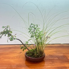 No.1山野草寄せ植え盆栽の画像