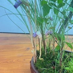 No.1山野草寄せ植え盆栽の画像