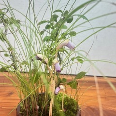 No.1山野草寄せ植え盆栽の画像