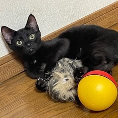 5月末頃生まれの仔猫たち！元気いっぱいの子、沢山居ます