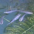 ランキングキーワードに紐づく投稿画像-メダカ