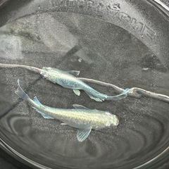 メダカ【エメマリ】の画像