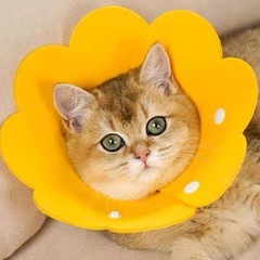エリザベスカラー 猫 犬 ソフトフェルト生地イエローMの画像