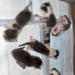 名古屋市　子猫保護しています。