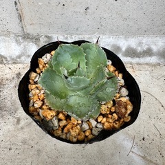 アガベ　雷神　
の画像