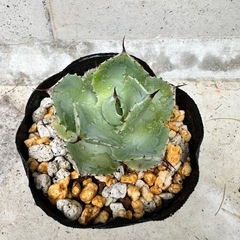 アガベ　雷神　
の画像