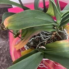 花終わり 大輪 胡蝶蘭　白 3本立ての画像