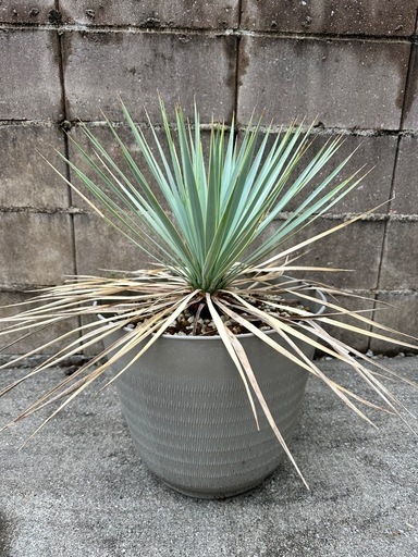 ユッカ　リギダ