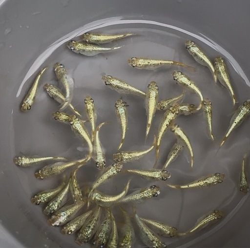 橋田二朗「平等院鳳凰堂」日本画12号阪急百貨店取扱共シール