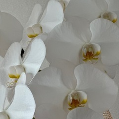 花終わり 大輪 胡蝶蘭　白 3本立ての画像