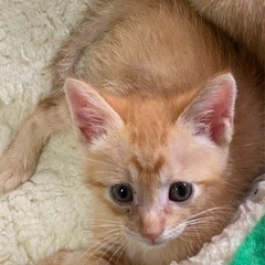 0歳 子猫 茶トラ