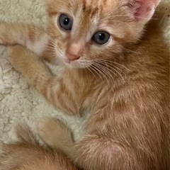 子猫ちゃとら ゼロ歳