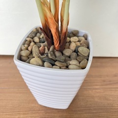 フェイクグリーン　パキラの画像
