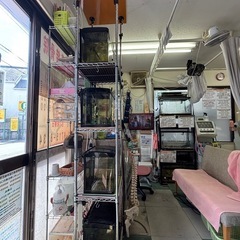 突っ張りスチールラックとコトブキオールインワン水槽4台無料で差し上げます‼️の画像
