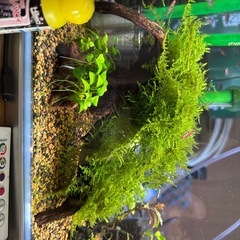 南米モス付き流木の画像