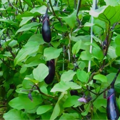 本日朝採り新鮮野菜のうちナス・1種類を 1セット¥200にてお譲り致します♪⑭の画像