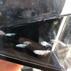 めだか　幹之　4ペアの画像