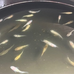 ミックスメダカの画像
