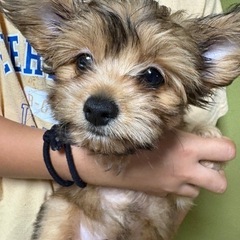 見学会🐶