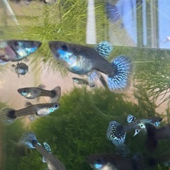 グッピーの稚魚の画像