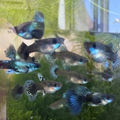 グッピーの稚魚の画像