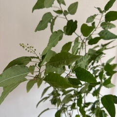 名を忘れてしまった植物の画像