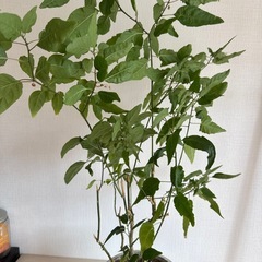 名を忘れてしまった植物の画像
